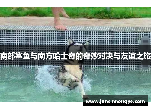 南部鲨鱼与南方哈士奇的奇妙对决与友谊之旅
